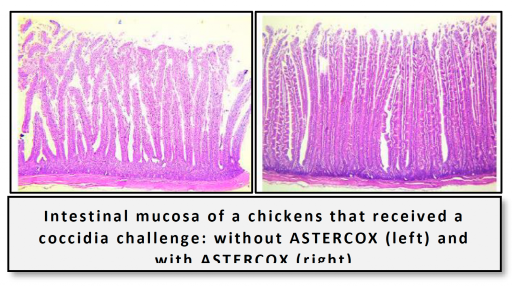 intestinal mucosa
