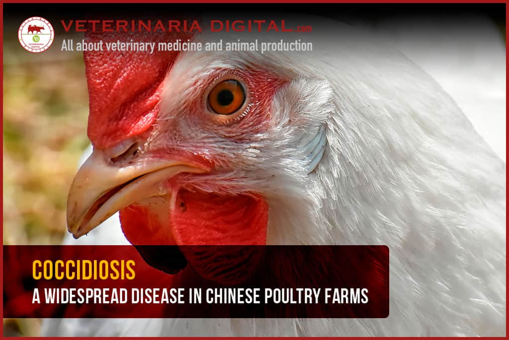 Coccidiosis: a widespread disease in Chinese poultry farms