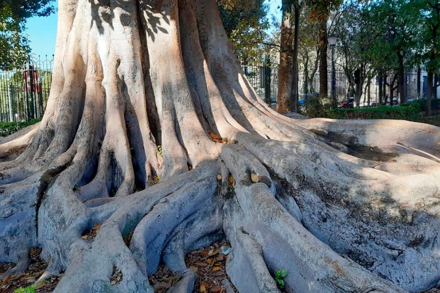Centennial Ficus