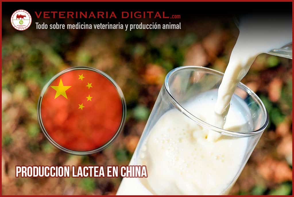 Producción láctea en China