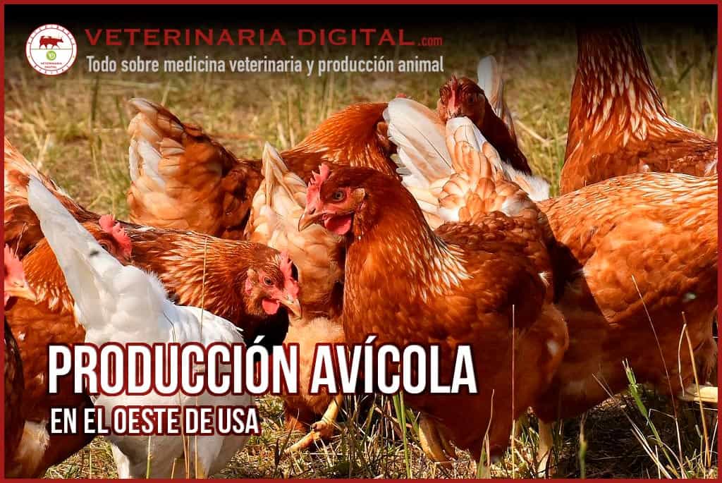Producción avícola en el oeste de USA