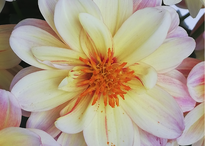 Dalia