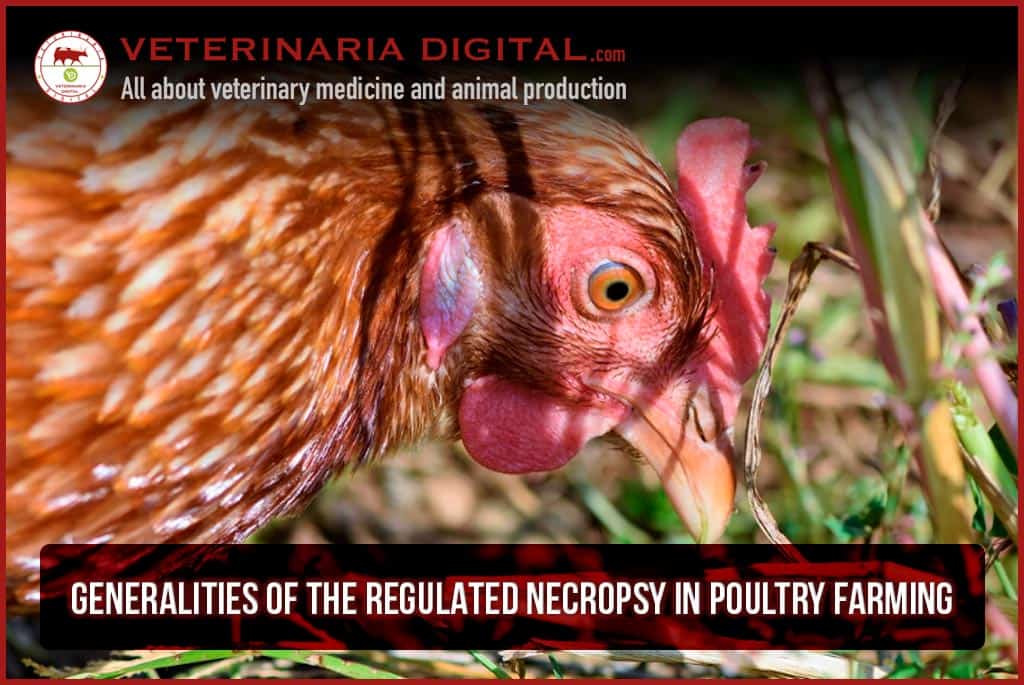 Generalities of the regulated necropsy in poultry farming