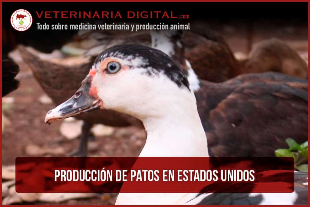 Producción de patos en Estados Unidos