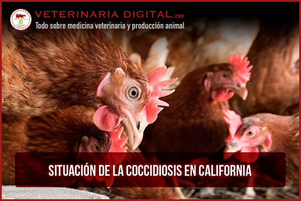 Situación de la coccidiosis en California