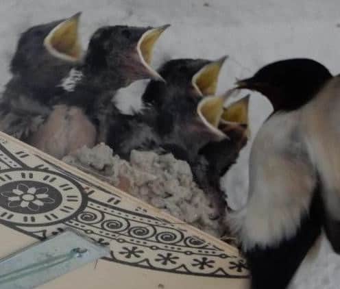 Hirundo rustica