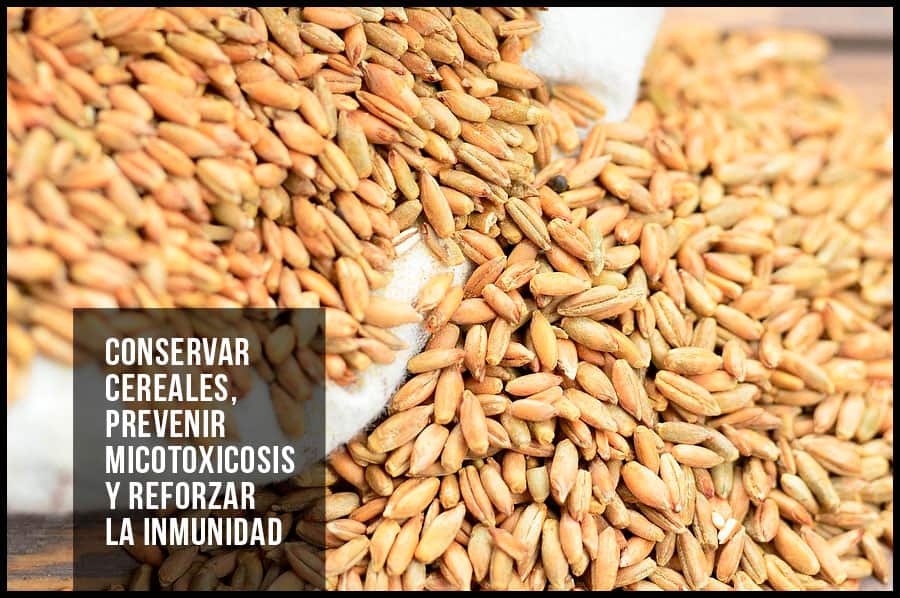 Conservar cereales, prevenir micotoxicosis y reforzar la inmunidad