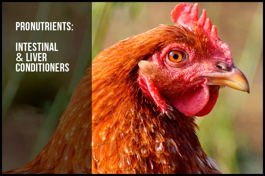 Pronutrients: Intestinal & Liver Conditioners
