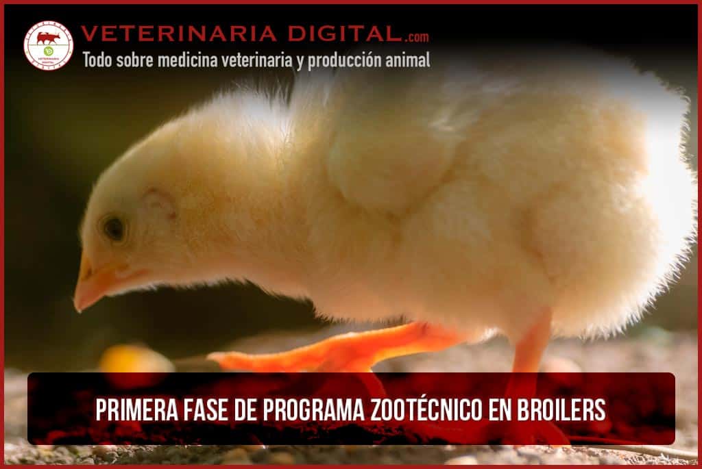 1ª Fase de programa zootécnico en broilers