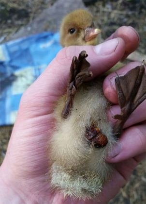 Duck Rot Rash Yolk infections in ducks (1)