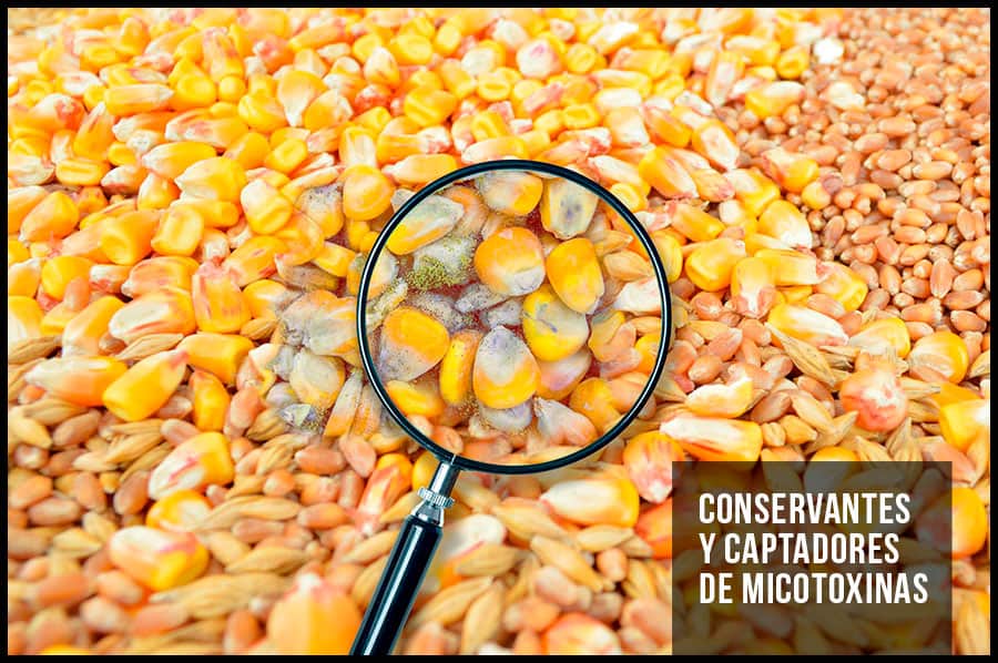 CONSERVANTES Y CAPTADORES DE MICOTOXINAS
