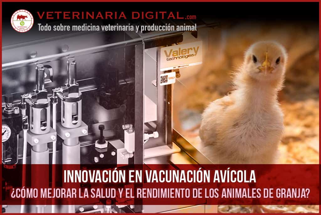 Innovación en la vacunación avícola: ¿Cómo optimiza la salud y el rendimiento en la granja?