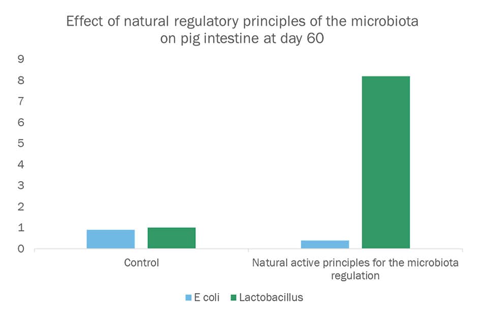 effect of natural regulatory principles of the microbiota on pigs intestine - Lactobacillus 