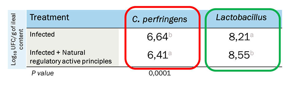 most significant pathogens affecting the poultry sector - Lactobacillus
