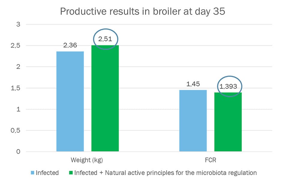 reduction of C. perfringens and an increase of Lactobacillus.