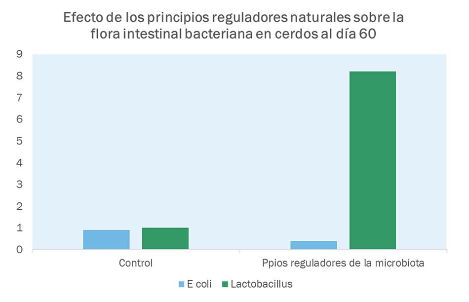 flora intestinal bacteriana en cerdos al día 60 
