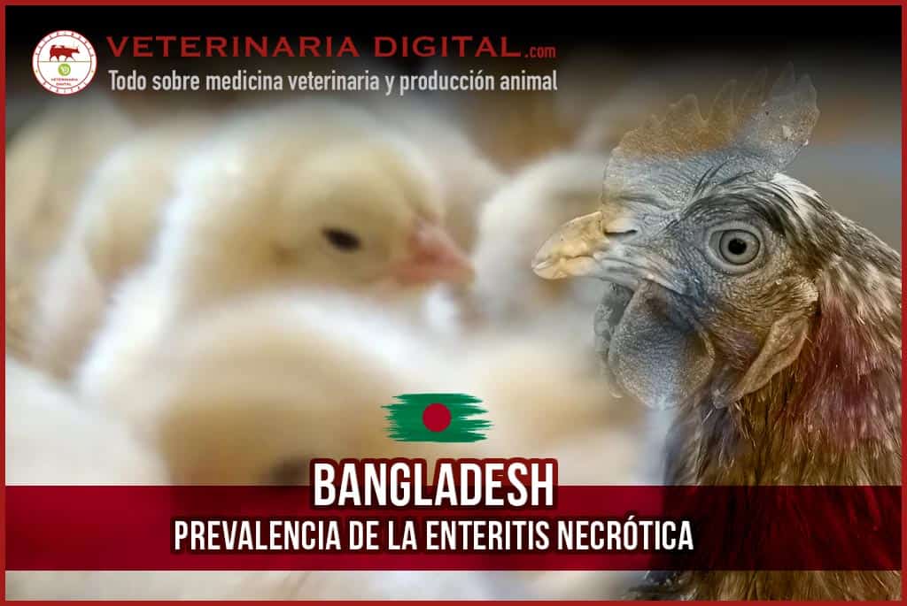 Prevalencia de la enteritis necrótica en Bangladesh en 2023