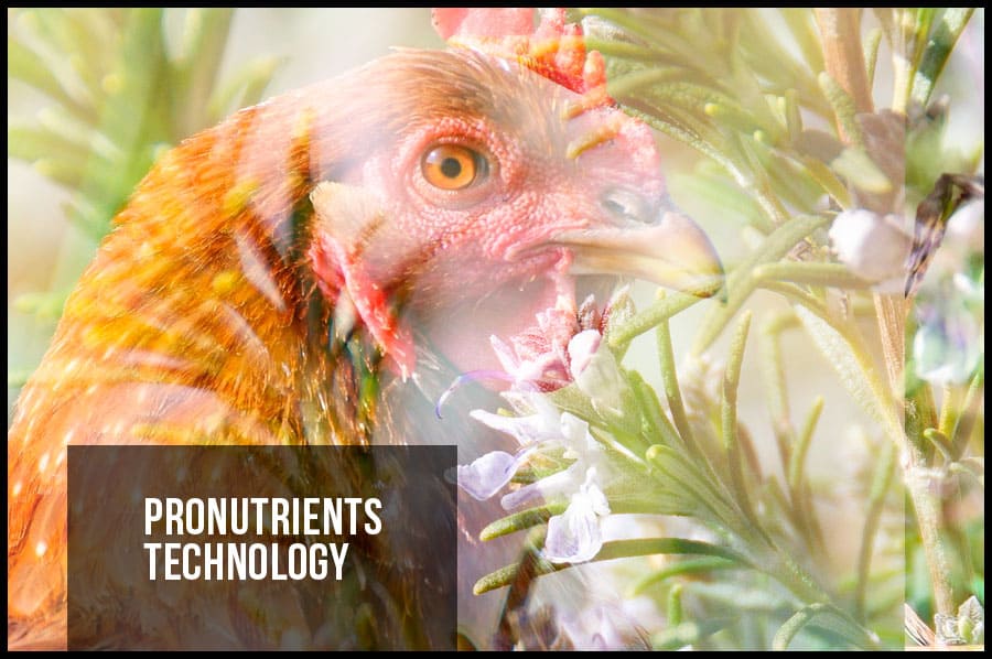 Pronutrients, a scientific novelty investigated by Biovet