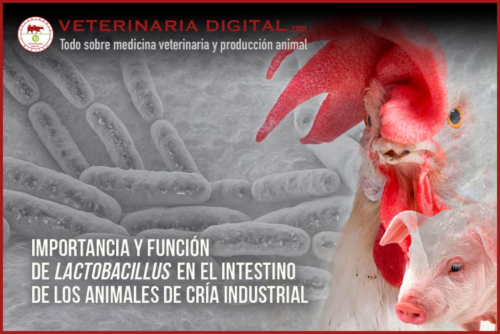 Importancia y función de 𝙇𝙖𝙘𝙩𝙤𝙗𝙖𝙘𝙞𝙡𝙡𝙪𝙨 en el intestino de los animales de cría industrial