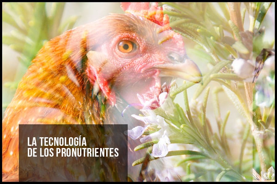 Pronutrientes, una novedad científica investigada por Biovet
