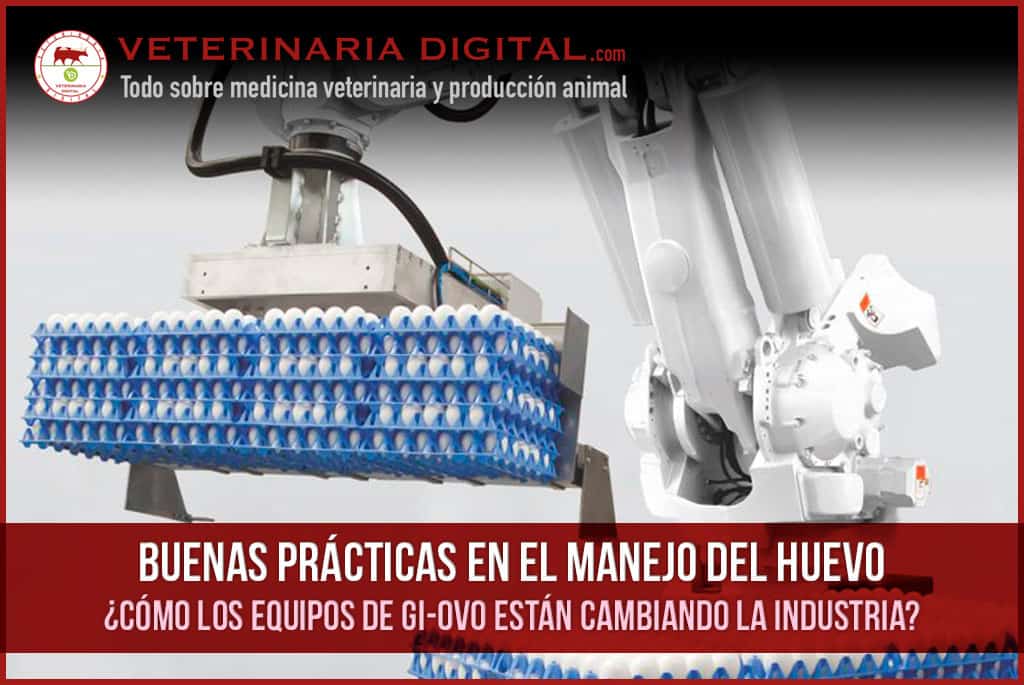 Buenas prácticas en el manejo del huevo: ¿cómo los equipos de GI-OVO están cambiando la industria?