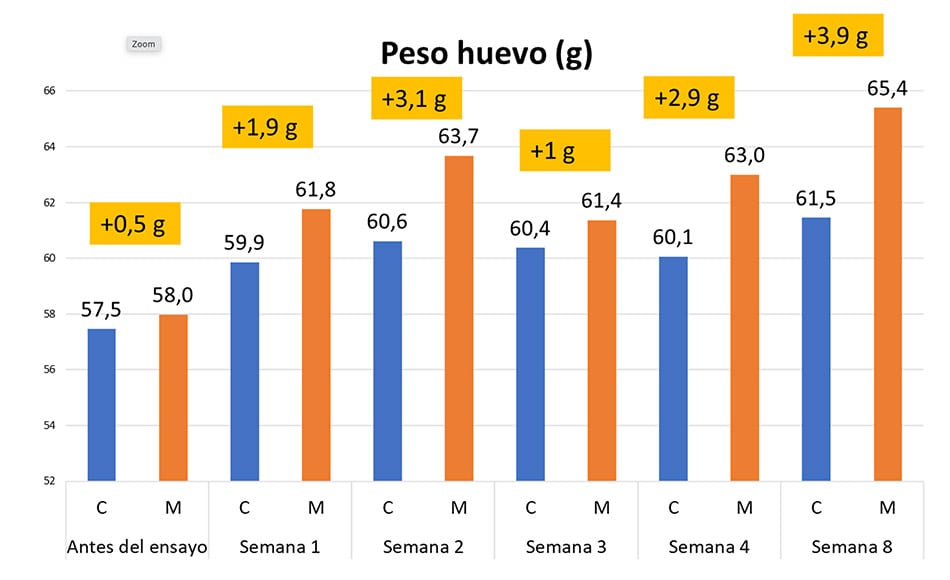 Importancia del calcio en ponedoras + huevos con más calcio
