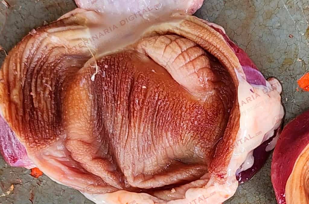Lesions by trichothecenes in the gizzard