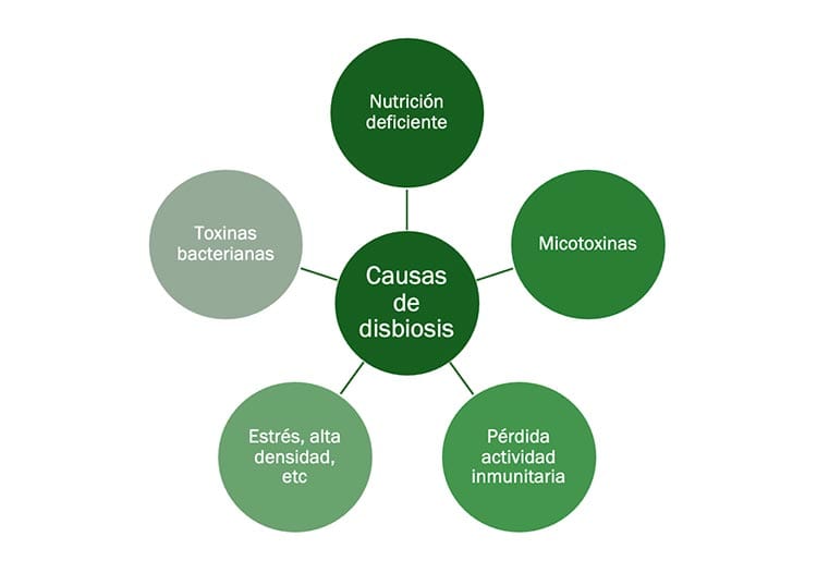 causas de la disbiosis
