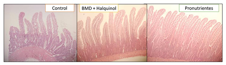 Comparativa del estado de las microvellosidades en la histología, entre un lote control, un lote con promotores y el lote con pronutrientes acondicionadores intestinales