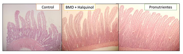 Comparison of the state of microvilli in histology