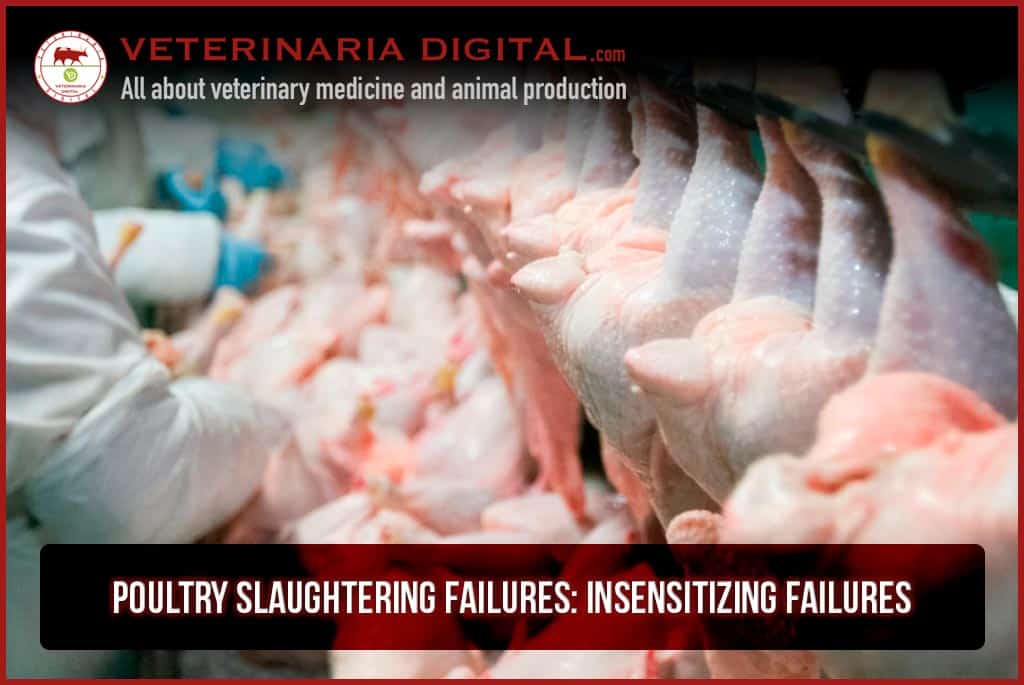 Poultry slaughtering failures: Insensitizing failures