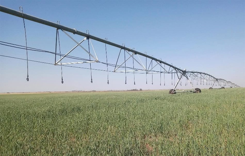La contaminación micótica de los cereales y las pasturas es un hecho natural. Distintos géneros de hongos, que crecen en los alimentos, pueden desarrollar moléculas pequeñas con estructura química y actividad variada denominadas micotoxinas.