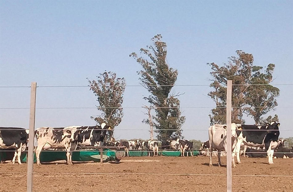En los rumiantes, las AFLATOXINAS son conocidas por su capacidad de metabolismo y transferencia a la leche (aflatoxina B1 en forma de aflatoxina M1).