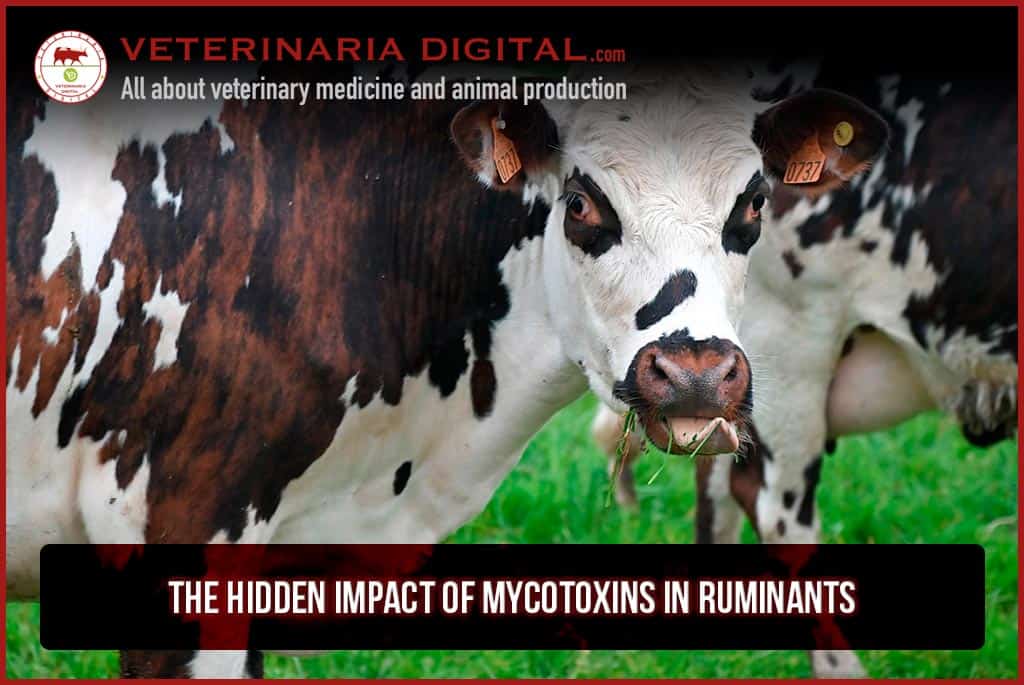 The hidden impact of mycotoxins in ruminants