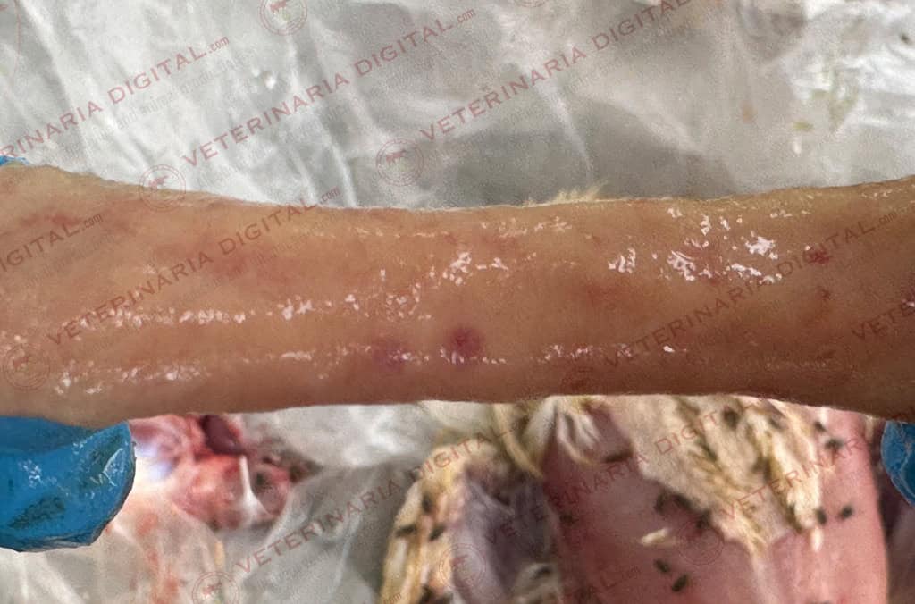 Coccidiosis and necrotic enteritis in broilers