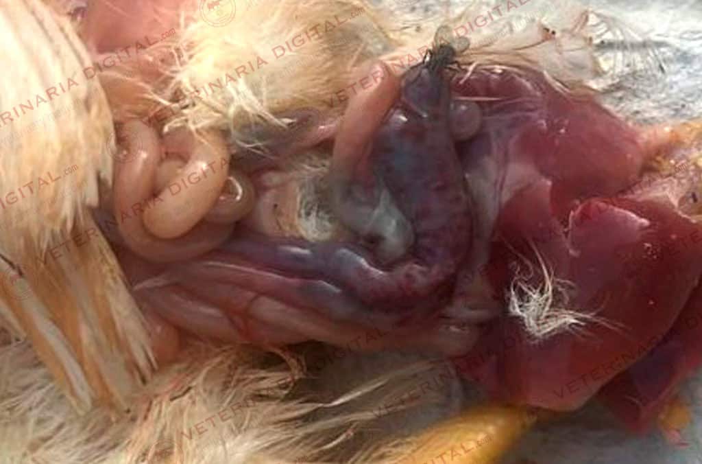 Coccidiosis caused by Eimeria tenella