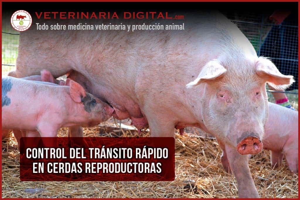 Control del tránsito rápido en cerdas reproductoras