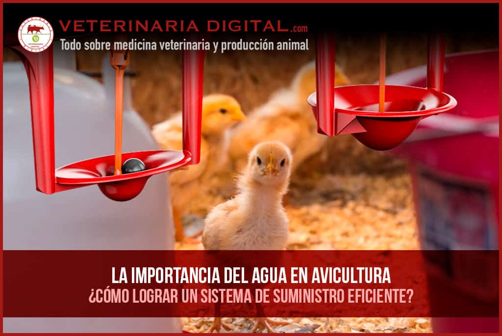 La importancia del agua en avicultura: ¿Cómo lograr un sistema de suministro eficiente?