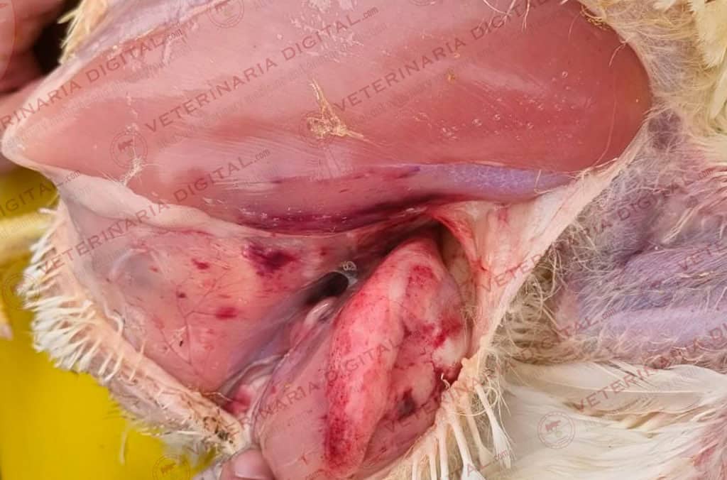 Septicemia in broilers