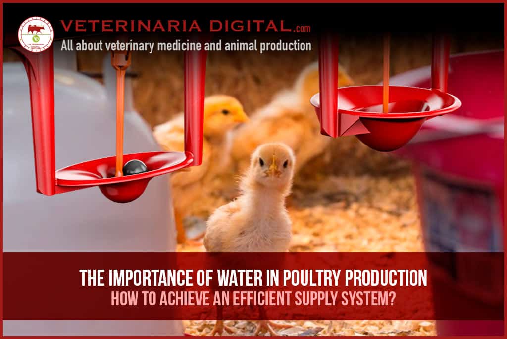 The importance of water in poultry production: how to achieve an efficient supply system?