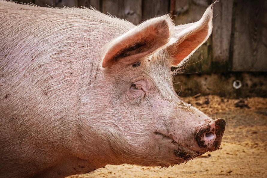 cerdo