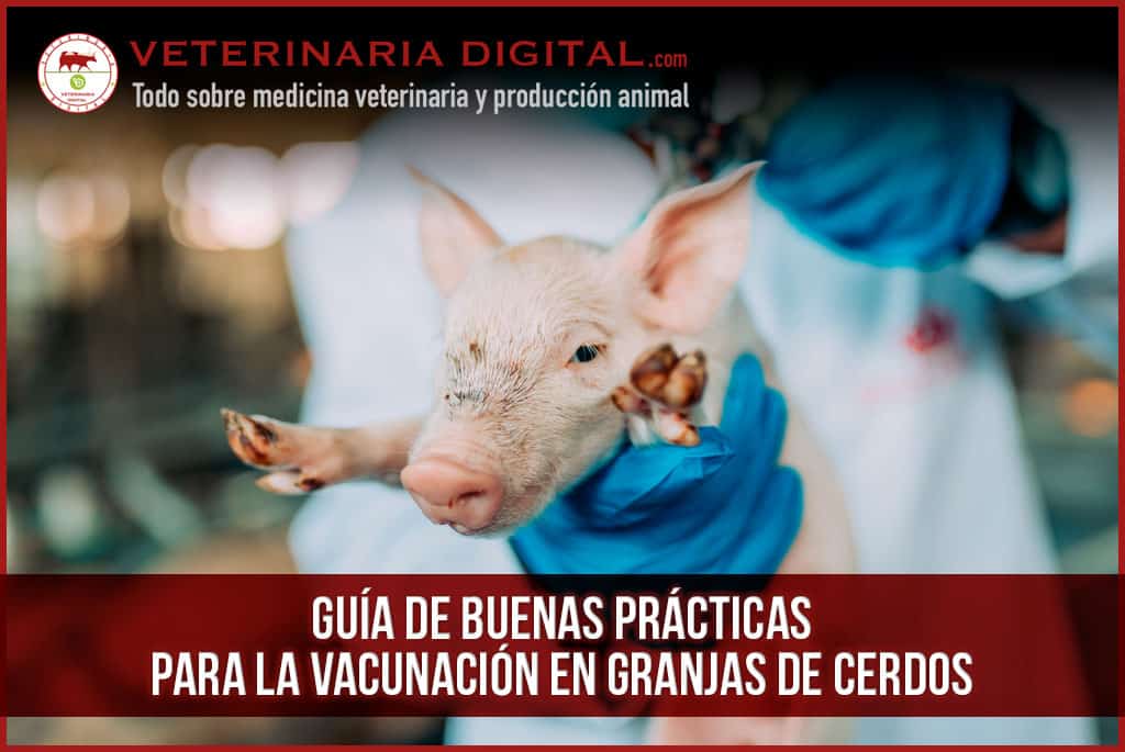 Guía de Buenas Prácticas para la Vacunación en Granjas de Cerdos
