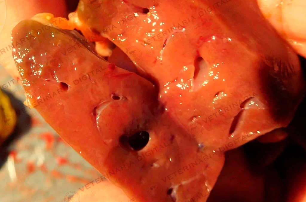 Avian infectious toxic hepatoenteritis