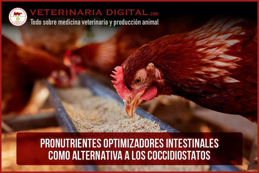 Pronutrientes optimizadores intestinales como alternativa a los coccidiostatos