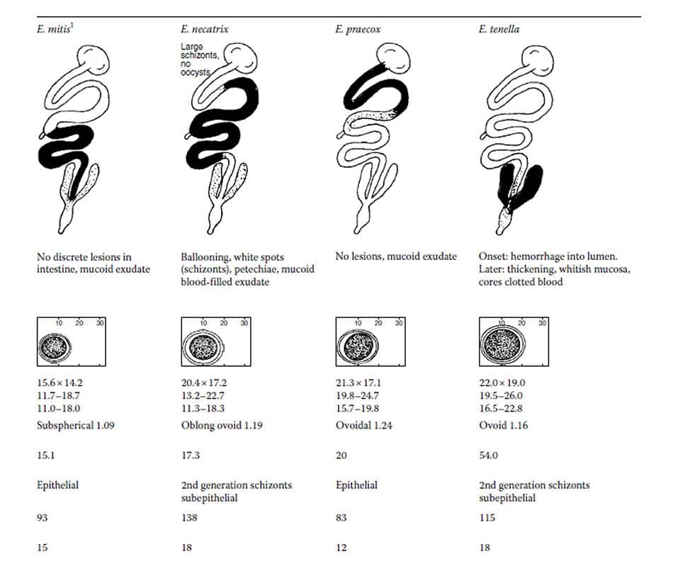 lesions produced for the different species of coccidia