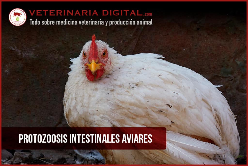 Protozoosis intestinales aviares