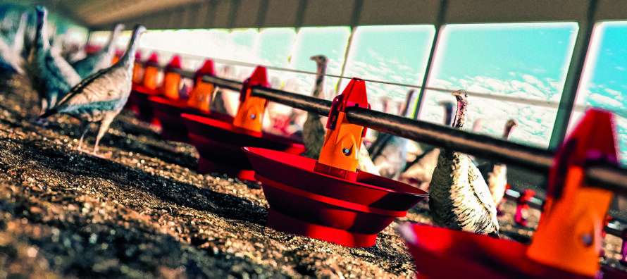 Poultry farming