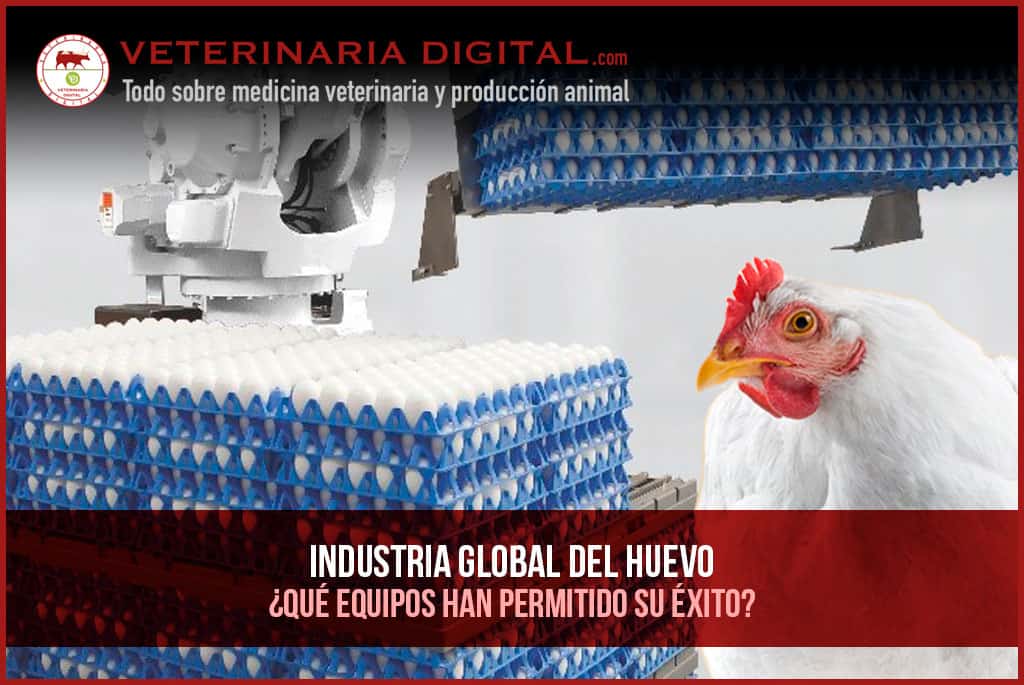Industria Global del Huevo: ¿Qué equipos han permitido su éxito?