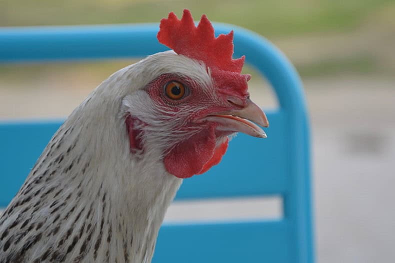poultry