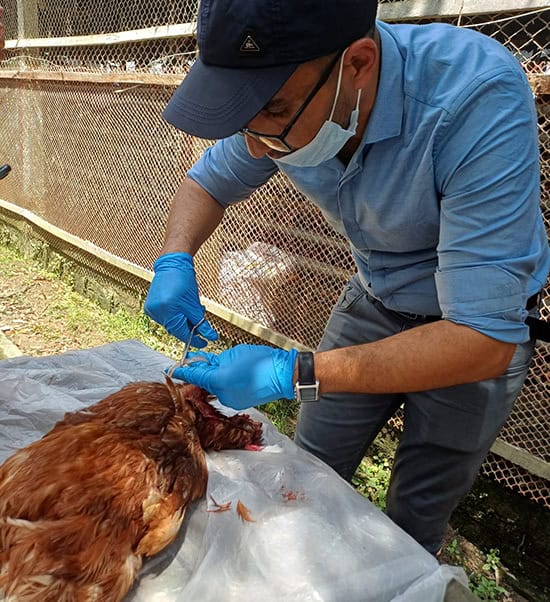 Biovet S.A. efectuó visitas a varias granjas de gallinas ponedoras de Bangladesh.